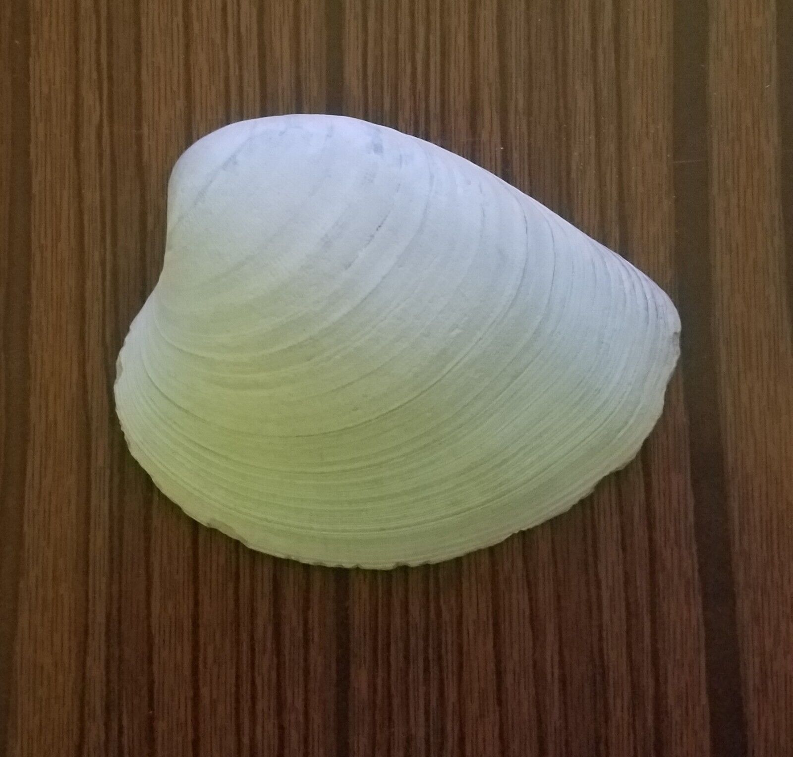 Natural Atlantic Ocean Quahog Seashell 4.5