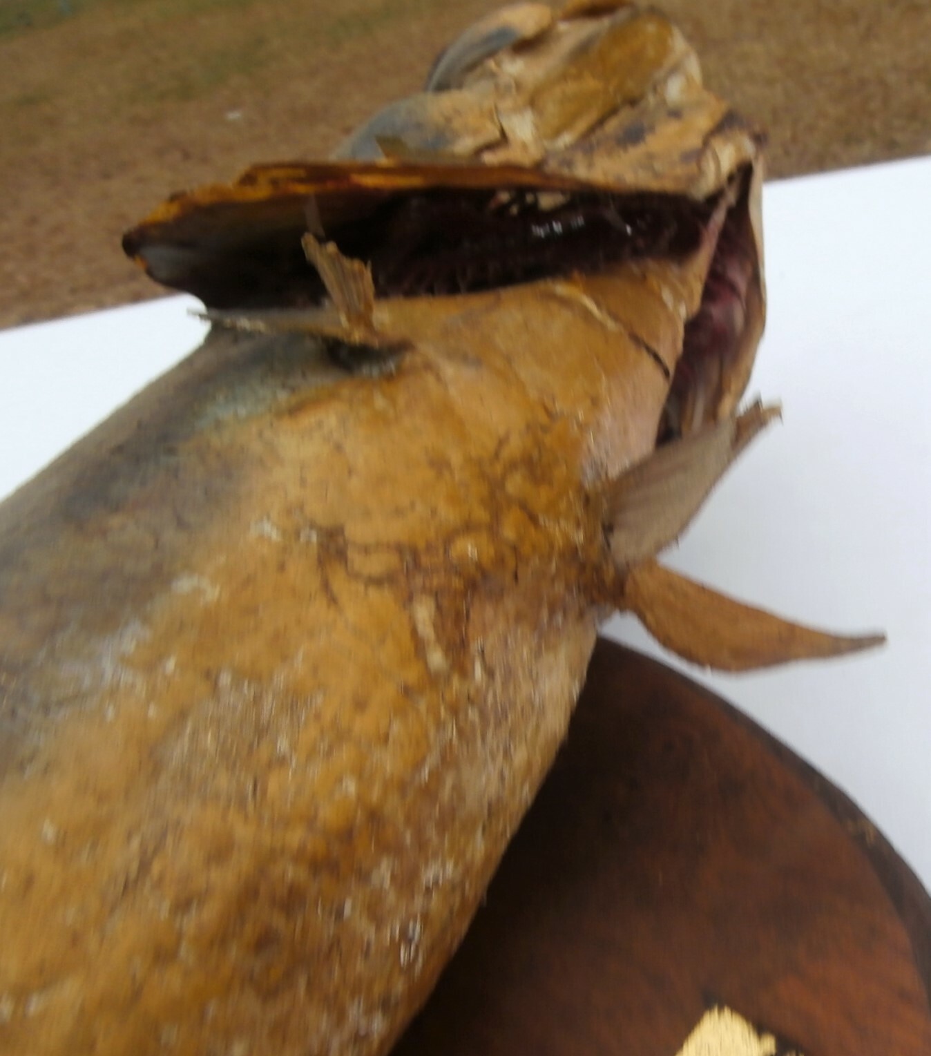 Vintage 21” Large Mouth Bass Live Skin Wall Mount