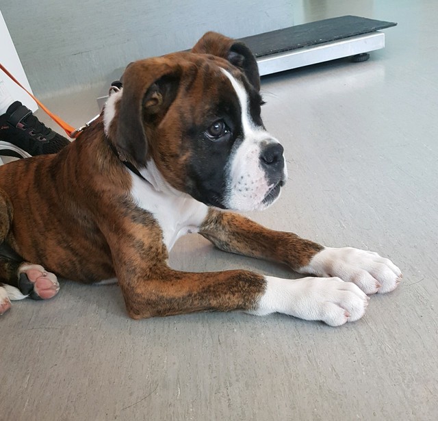 Male Boxer Pup | Dogs & Puppies | Gumtree Australia Orange ...