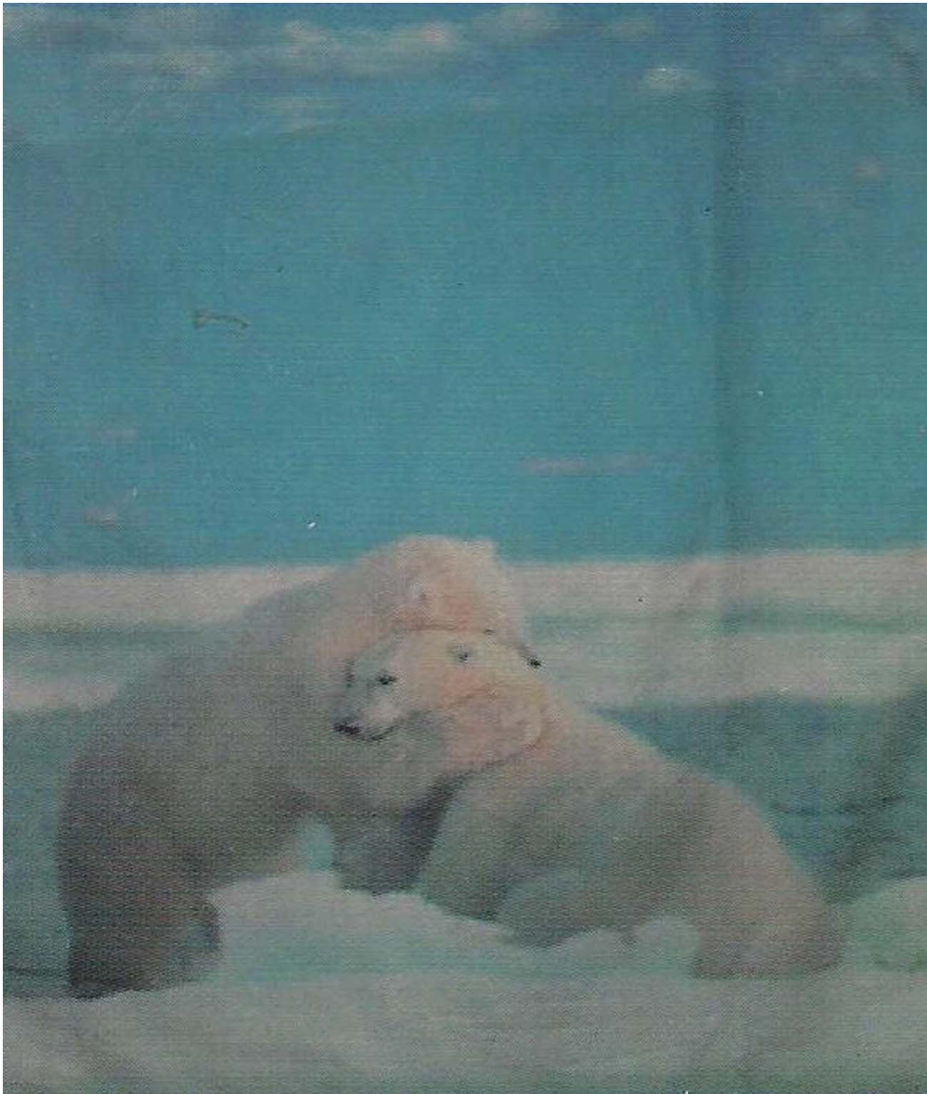 Polar Bears Printed Soft Cosy Polar Fleece Throw Rug Blanket By Diva Queen Ebay
