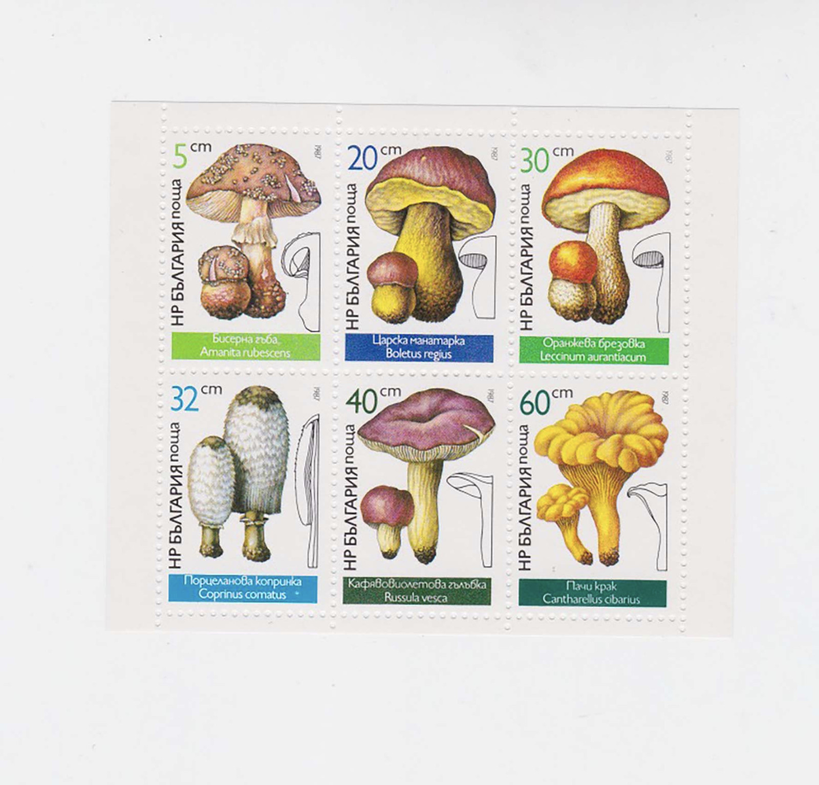 mushroom　0324 10