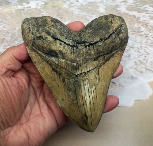 5.5 Inch Megalodon Shark Tooth (replica) #2121