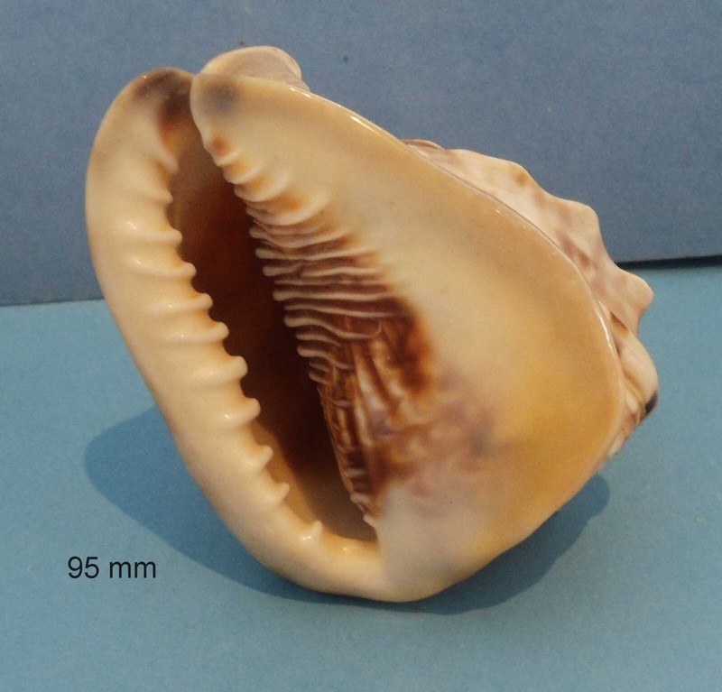 Cassis Tuberosa   95 Mm      Mini