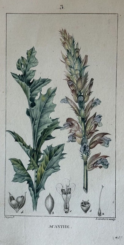 Acanto Acanthe BearâS Breeches 1814 Turpin Incision Lambert Turpin