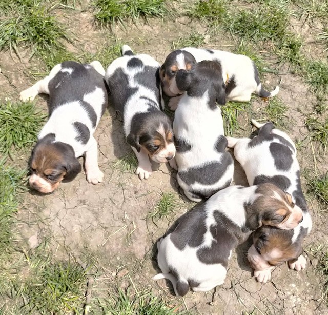 gumtree basset hound