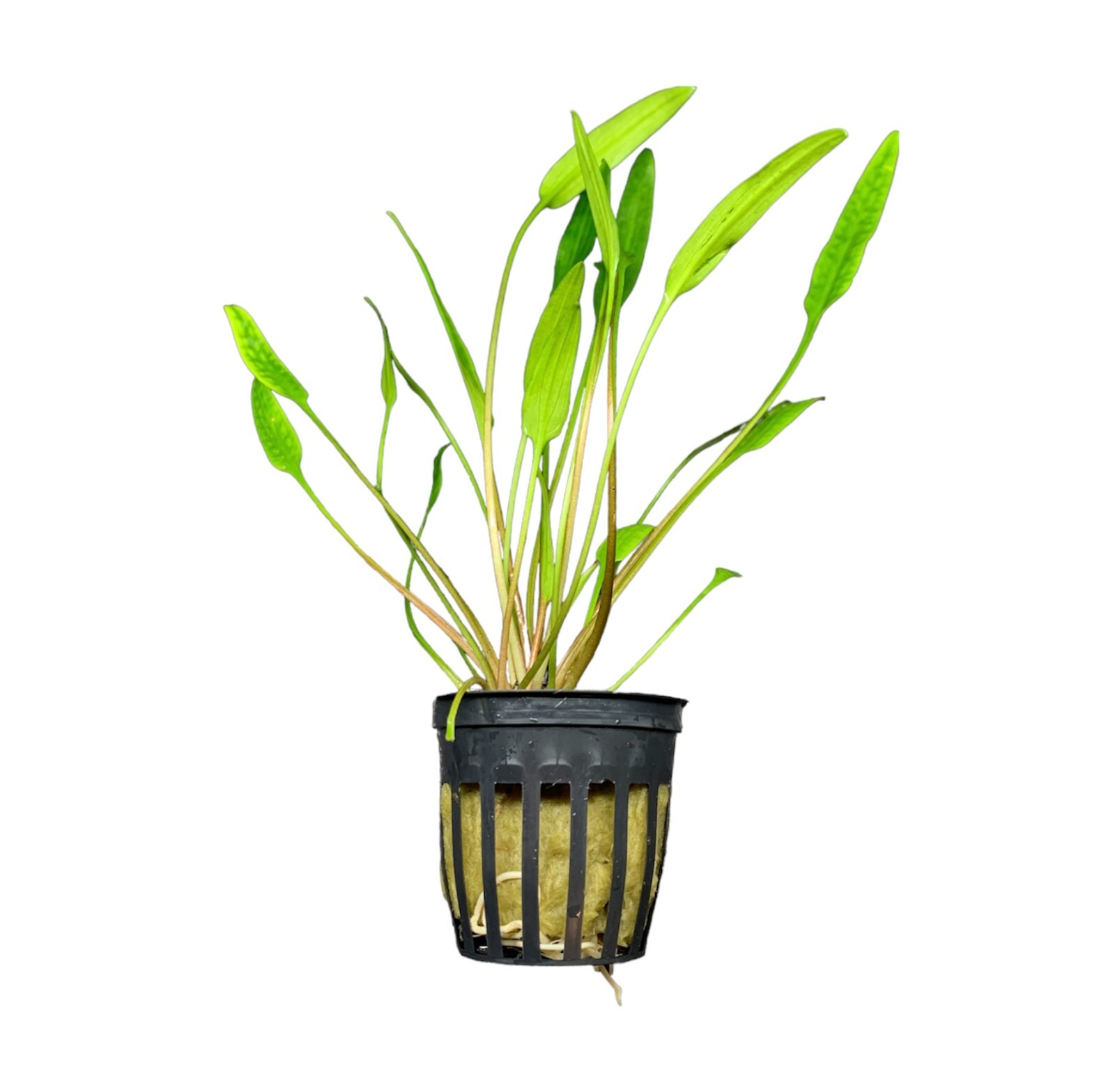 Cryptocoryne Lucens Pot - BUY3GET1FREE - Live Aquarium Plant