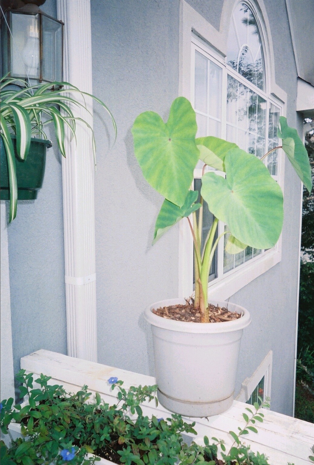 THREE (3) Sprouted TARO Mini Elephant Ears Tubers Bulbs COLOCASIA ESCULENTA