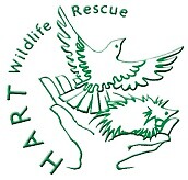 HART Wildlife Rescue