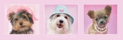 Slim Poster Canine Cuties Dogs Puppies