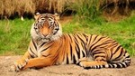 ntiger2013