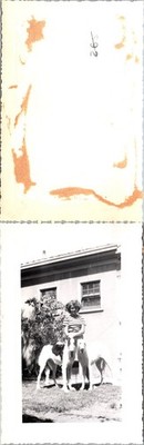 1948-1949 Young Girl Showing Off Borzoi Dog Breed vintage Found Photo V3880