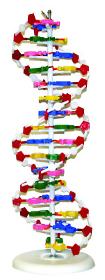 Vision Scientific DNA MODEL