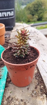 經驗證買家提供的物品圖片