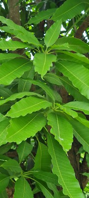 Dried Mango Leaves 100% Organic  Picked (100+) No pesticides ever used