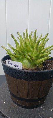 Desert Rose ''Adenium Arabicum'' (DINO KING)