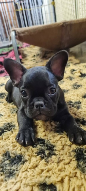 French Bulldog Pups Purebreed Payment Plan 100pw Dogs Puppies Gumtree Australia Logan Area Slacks Creek 1280712686