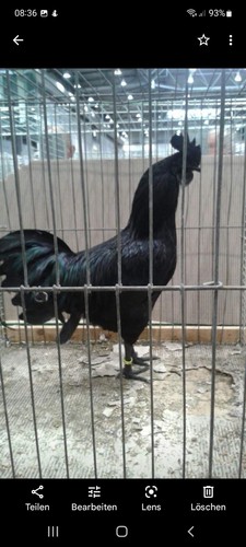 10 (keine) Bruteier Ayam Cemani  Geflügelzuchtverein