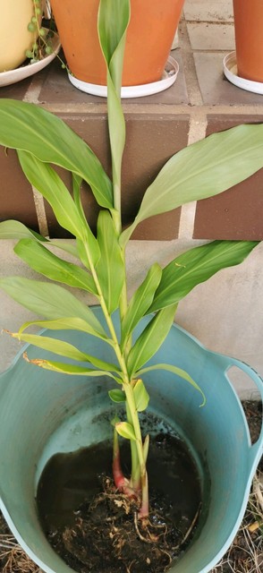 White Ginger Plant Fragrant 姜花 Plants Gumtree Australia Parramatta Area Northmead