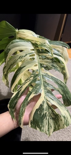 Item photo(s) from verified buyer