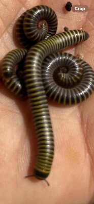 40LIVE - Bumble Bee  Millipedes   Med To Large+ Bag Of Food -40+ Few Babies