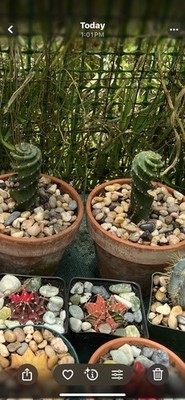 Photos de l'objet d'un acheteur vérifié