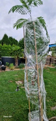 Photos de l'objet d'un acheteur vérifié