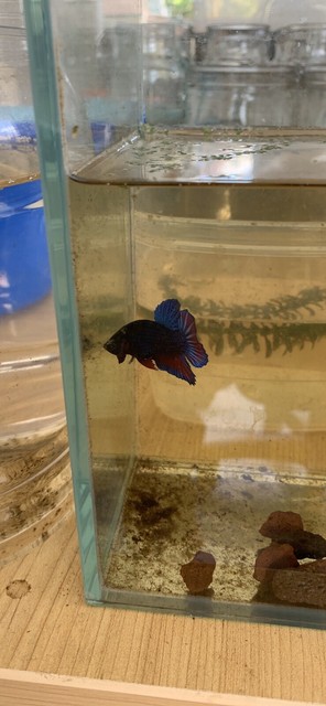 Betta, koi, fighter, fish, cheap, hobby breeder | Fish | Gumtree
