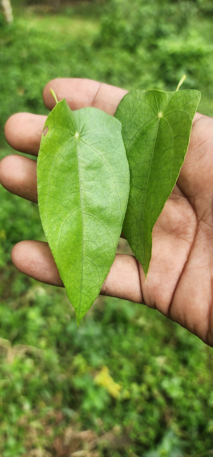 Cissampelos pareira