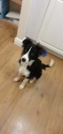 samsbuddysuk