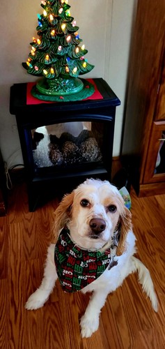 Fotos del artículo de un comprador verificado