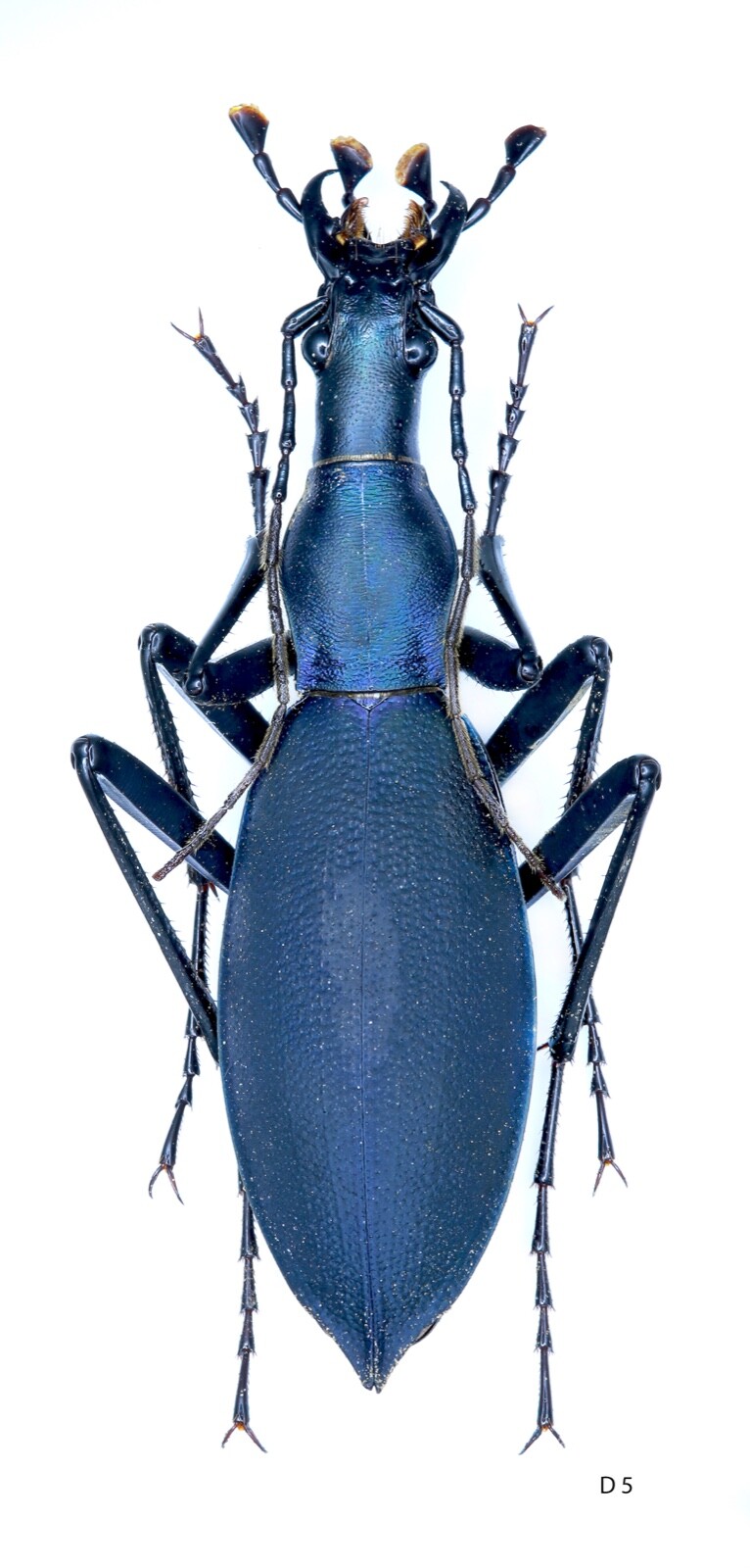 『片瞑り』~ Carabus blaptoides~ 片瞑り』~ Carabus blaptoides~