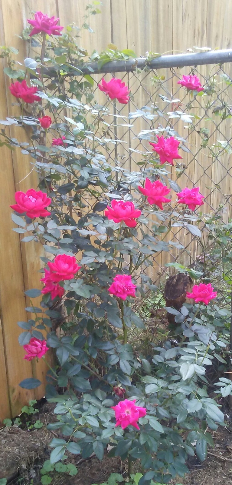 Knock Out Red Rose Bush - Everblooming and Disease Resistant - comes in 4
