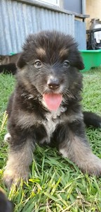 Long Hair German Shepherd Puppies Dogs Puppies Gumtree