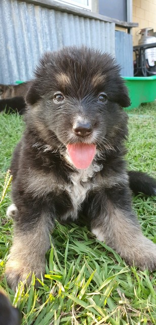 Long Hair German Shepherd Puppies Dogs Puppies Gumtree