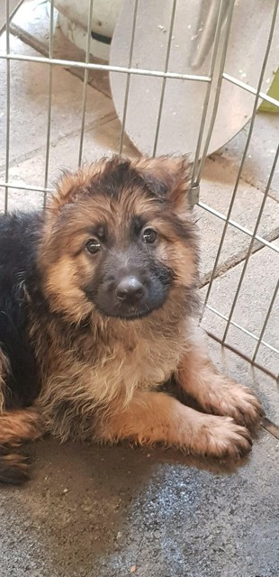 German Shepherd Puppies Dogs Puppies Gumtree Australia