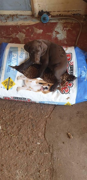 German Shorthair Pointer Pups Dogs Puppies Gumtree