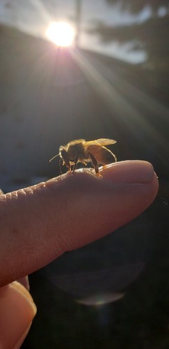 100% Pure Canadian Beeswax 4 - 1oz bars (4oz total) Cosmetics, crafts & more.