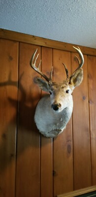 Log Cabin Decor Large Eastern Whitetail Deer Shoulder Mount Antlers Real Taxidermy Vintage Home Decor Rustic Deer Antlers