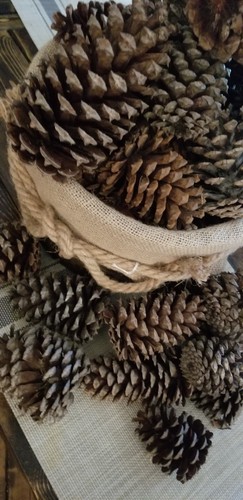 Pinecones