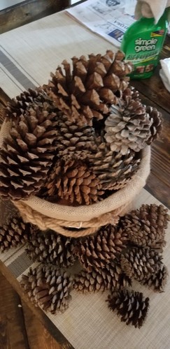 Pinecones