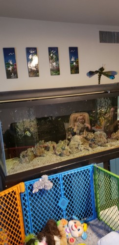 Fish Tank & Reef tank