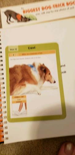 4 AKC Dog Training Books Trick Obedience Tracking Puppy Tricks Kyra Sundance