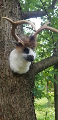 Jackalope Real Animal
