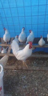 White Leghorn Chicken Hatching Eggs-12 Eggs + 2 Extra Eggs