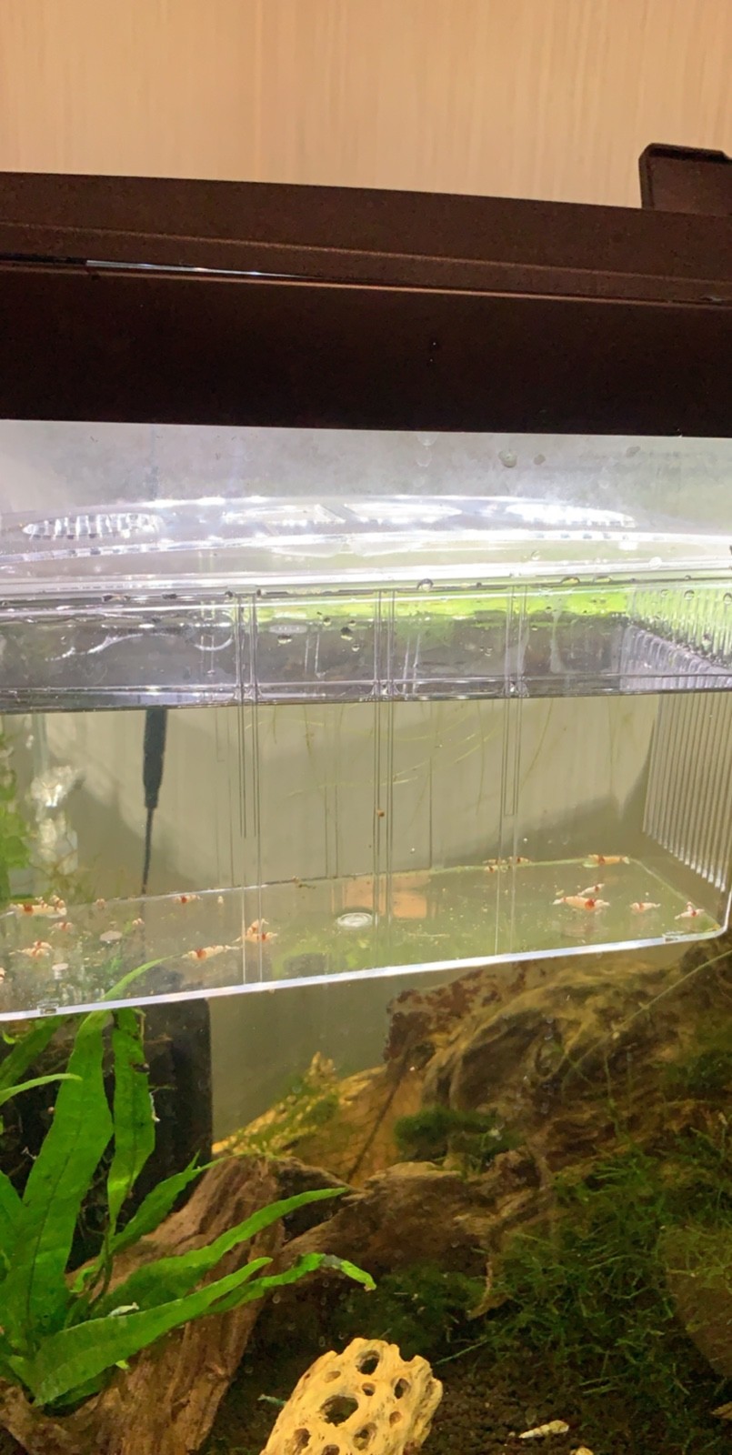 25+1 Pure Red Line Shrimp!!!! SS+ - SSS+ Grade shrimp Fish Aquarium Red White