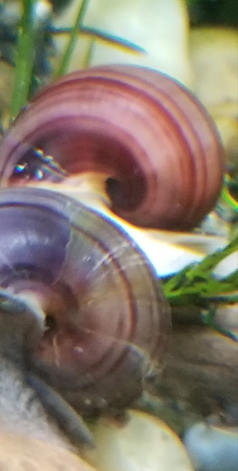 3 live Magenta Mystery Snails (dime size and up)