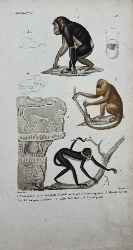 Planche Zoologique XixÃ¨Me - Gravure Couleur - Singe - ChimpanzÃ©