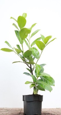 Kirschlorbeer 'Rotundifolia' Prunus laurocerasus C 40-60cm immergrün robust