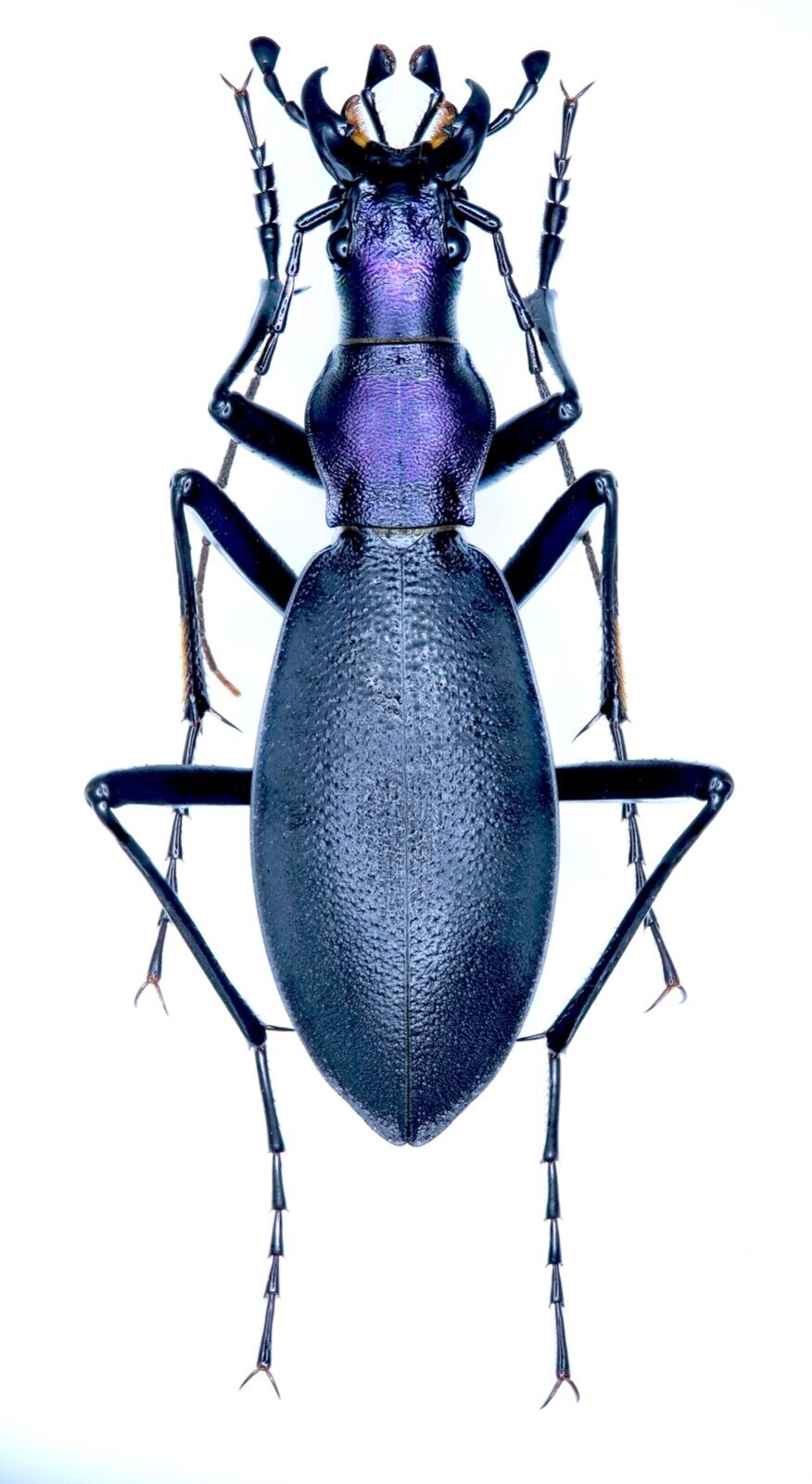 Carabidae, Carabus (Damaster) blaptoides ssp. capito Lewis Carabidae, Carabus (Damaster) blaptoides ssp. capito Lewis