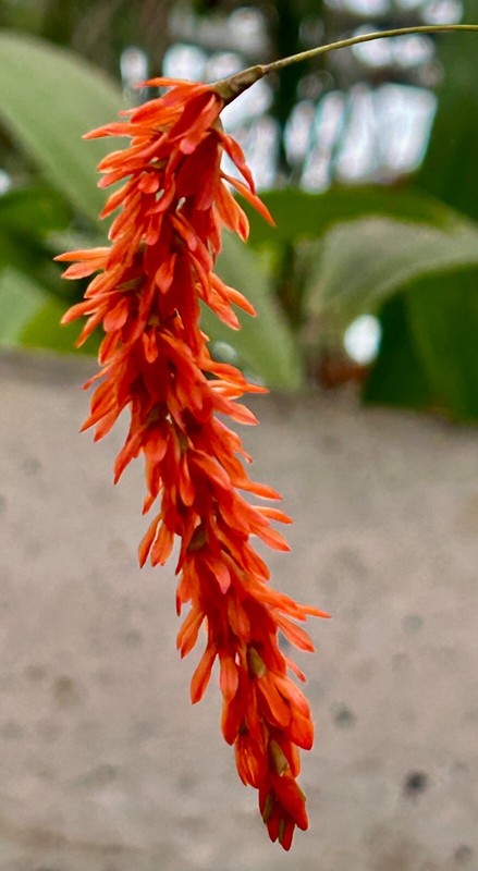 Dendrochillum Species Coccineum Â´Red StarÂ´ Duft Orchidee Dendrobium